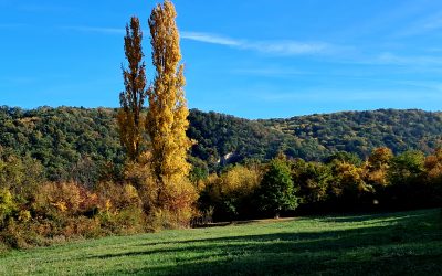 Fruška gora i pčele – odgovornost prema prirodi