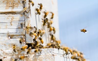 Kako su se uslovi za pčelarstvo promenili poslednjih 30 godina